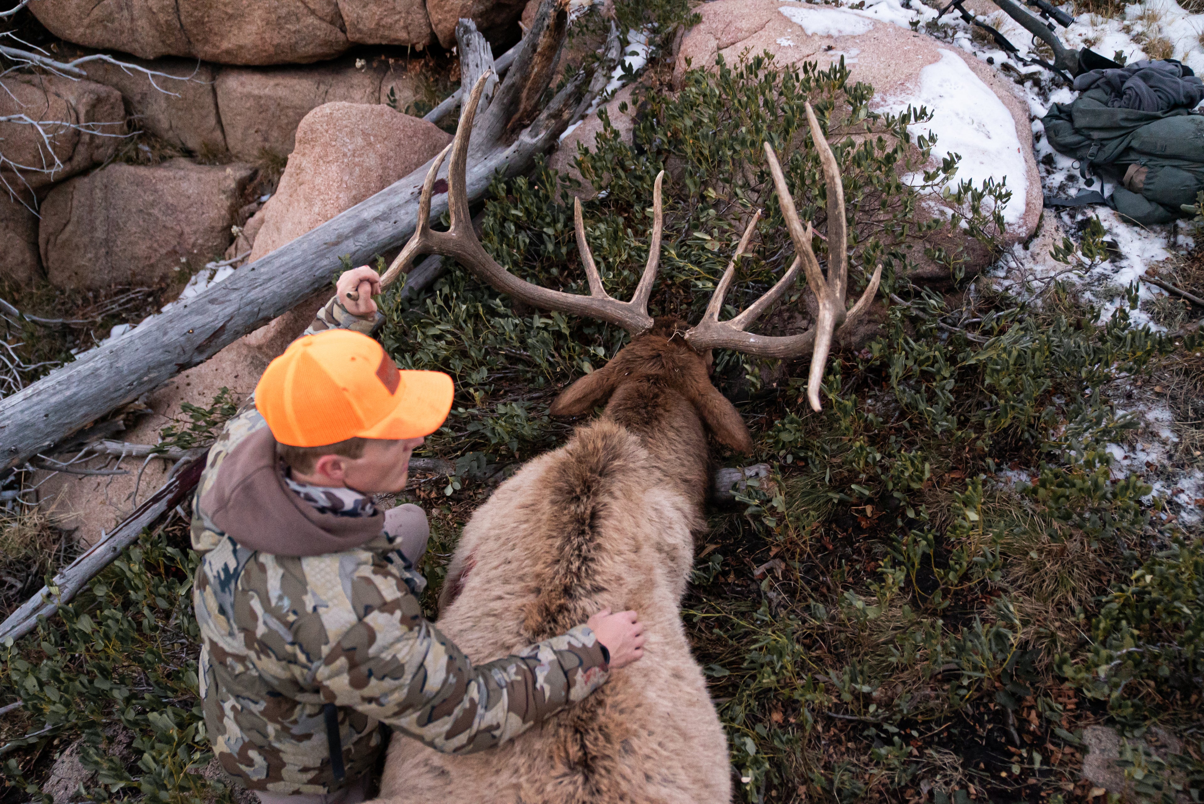 big bulls elk